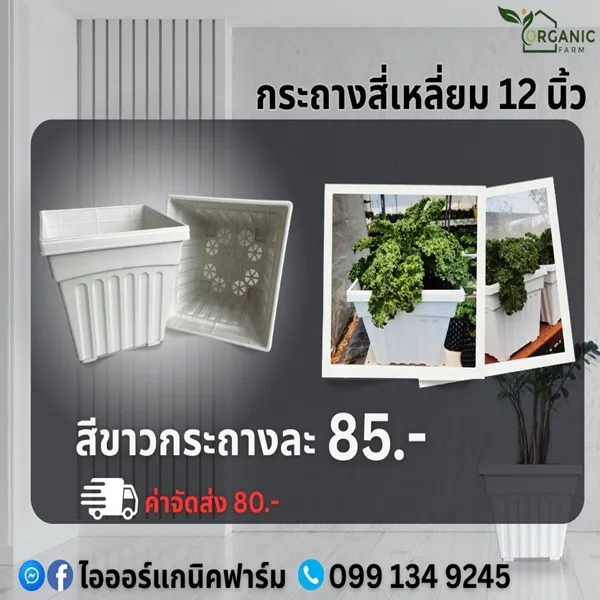 กระถางสี่เหลี่ยม 12 นิ้ว