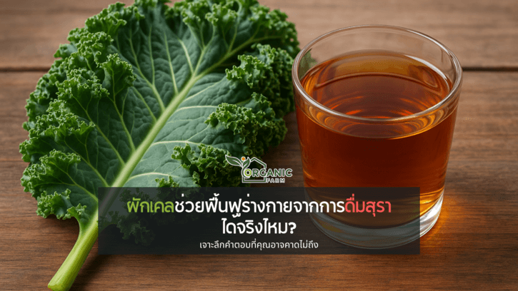 ผักเคลช่วยฟื้นฟูร่างกายจากการดื่มสุราได้จริงไหม? เจาะลึกคำตอบที่คุณอาจคาดไม่ถึง แอลกอฮอล์ซัดร่างพัง ผักเคลช่วยฟื้นได้จริงไหม? มาหาคำตอบกัน