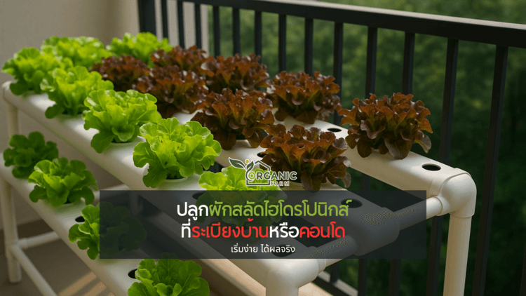 ระเบียงเล็กก็กลายเป็นแปลงผักได้ ปลูกผักสลัดไฮโดรโปนิกส์ที่คอนโดหรือบ้าน เริ่มอย่างไรให้สำเร็จ ปลูกผักกินเอง...ทำไมกลายเป็นความฝันของคนเมืองยุคนี้?