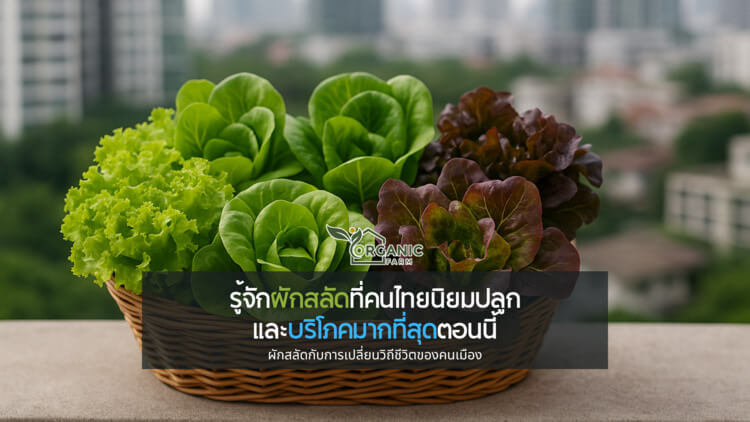 เปิดโลกผักไฮโดรโปนิกส์ รู้จักผักสลัดที่คนไทยนิยมปลูกและบริโภคมากที่สุดตอนนี้ ผักสลัดกับการเปลี่ยนวิถีชีวิตของคนเมือง