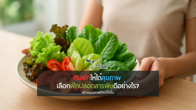 กินผักให้ได้สุขภาพ เลือกผักปลอดสารพิษดีอย่างไร? พร้อมรู้จักผักไฮโดรโปนิกส์ตัวช่วยยุคใหม่ เมื่อการกินไม่ใช่แค่ความอิ่ม แต่คือการเลือกเพื่อชีวิตที่ดีกว่า