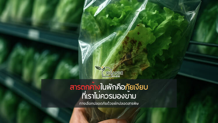 สารตกค้างในผักคือภัยเงียบที่เราไม่ควรมองข้าม พร้อมทางเลือกปลอดภัยจากผักปลอดสารพิษ เมื่อความเขียวสดของผักไม่ใช่สิ่งที่เราควรเชื่อโดยไม่ตั้งคำถาม