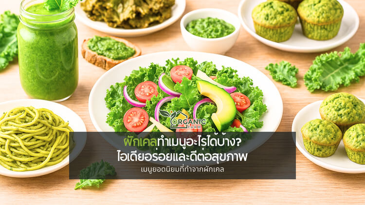 ผักเคลทำเมนูอะไรได้บ้าง 5 ไอเดียอร่อยทำง่ายที่ทำให้เลิกกลัวเคลขม ทำไม “ผักเคล” ถึงกลายเป็นขวัญใจสายสุขภาพ