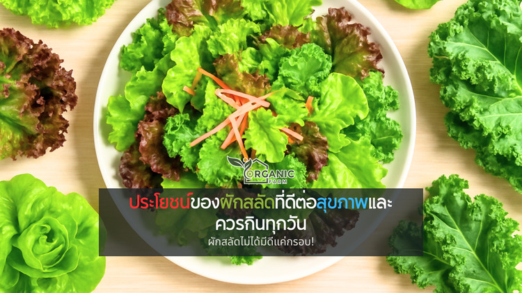ผักสลัด: ผักธรรมดาที่ไม่ธรรมดา ผักสลัด: ผักธรรมดาที่ไม่ธรรมดา
