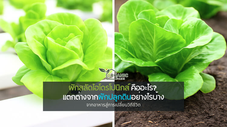 ผักสลัดไฮโดรโปนิกส์ คืออะไร? ดีกว่าผักปลูกดินอย่างไร รู้จักโลกของผักที่ปลูกโดยไม่ใช้ดิน