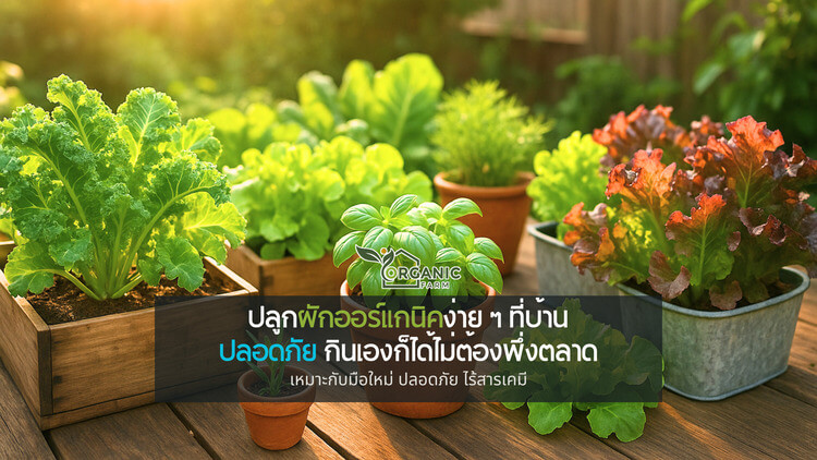 ปลูกผักออร์แกนิคง่าย ๆ ที่บ้าน กินเองได้ สุขภาพดีแบบไม่ต้องซื้อแพง ปลูกกินเองคือทางเลือกใหม่ที่ตอบโจทย์ชีวิตคนเมือง