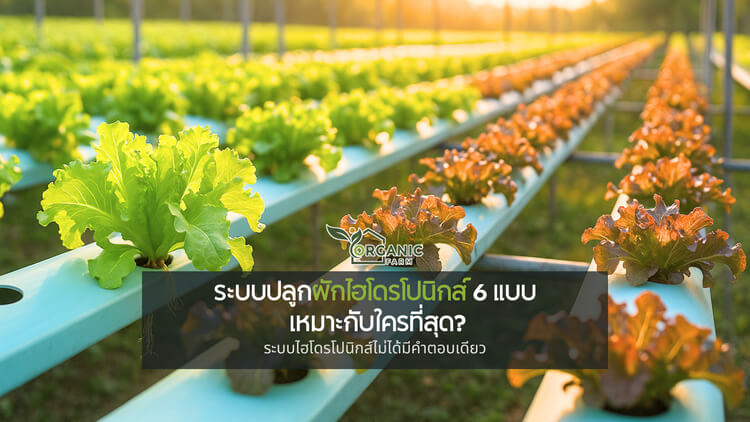 รู้จักระบบปลูกผักไฮโดรโปนิกส์ 6 แบบยอดนิยม เหมาะกับใคร? เข้าใจไฮโดรโปนิกส์ก่อนเริ่มต้นปลูกผักไม่ใช้ดิน
