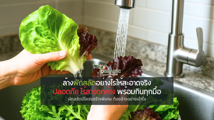 ผักดูสะอาด แต่กินแล้วป่วย? วิธีล้างผักสลัดที่คนรักสุขภาพควรรู้ ความสดไม่เท่ากับความปลอดภัย