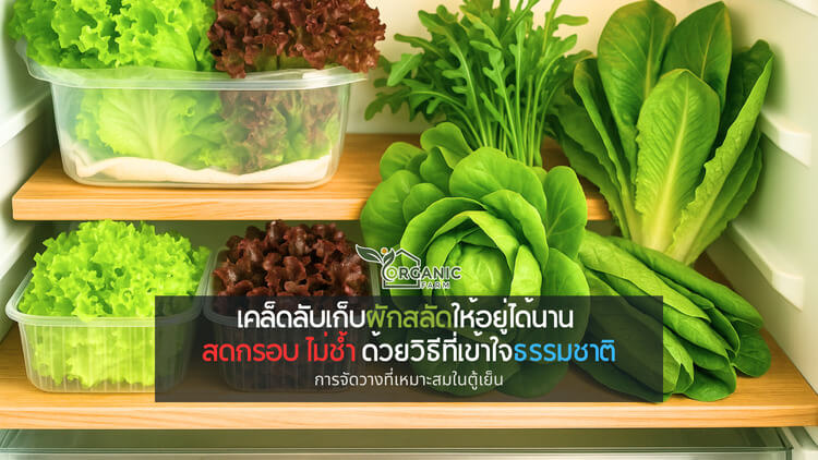 เก็บผักสลัดให้อยู่ได้นาน สดกรอบ ไม่ช้ำ: ทำได้จริงด้วยความเข้าใจลึกถึงธรรมชาติ ผักสลัดที่สด อาจไม่ได้ปลอดภัยจากการเสื่อมสภาพ