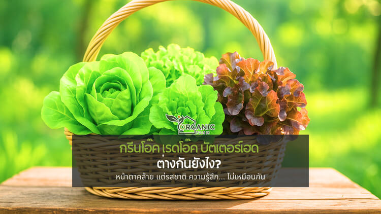 กรีนโอ๊ค เรดโอ๊ค บัตเตอร์เฮด… ต่างกันยังไง? รู้ไว้ก่อนเลือกผิด หน้าตาคล้าย แต่รสชาติ ความรู้สึก และคุณค่า... ไม่เหมือนกัน