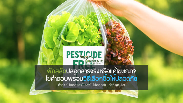 ผักสลัดปลอดสารจริงหรือแค่โฆษณา? ไขคำตอบพร้อมวิธีเลือกซื้อให้ปลอดภัย คำว่า “ปลอดสาร” อาจไม่ปลอดภัยเท่าที่คุณคิด