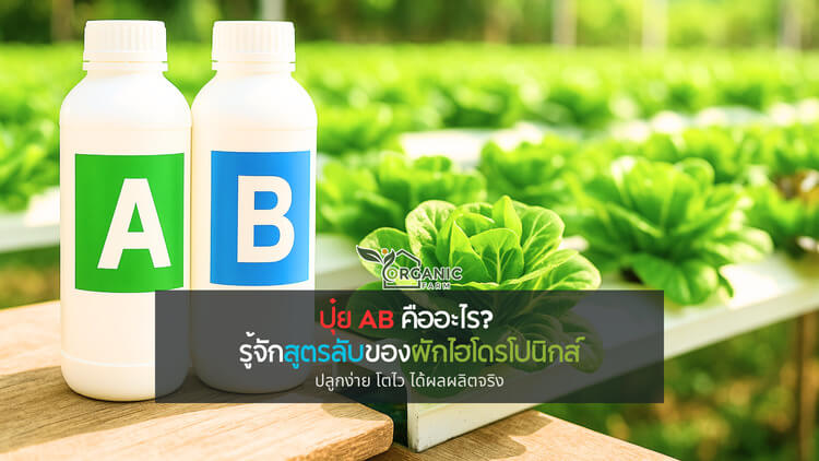 ปุ๋ย AB คืออะไร? รู้จักสูตรลับของผักไฮโดรโปนิกส์ที่ปลูกง่าย โตไว ได้ผลผลิตจริง จากน้ำเปล่า สู่ระบบที่ปลูกผักได้โดยไม่ต้องใช้ดิน