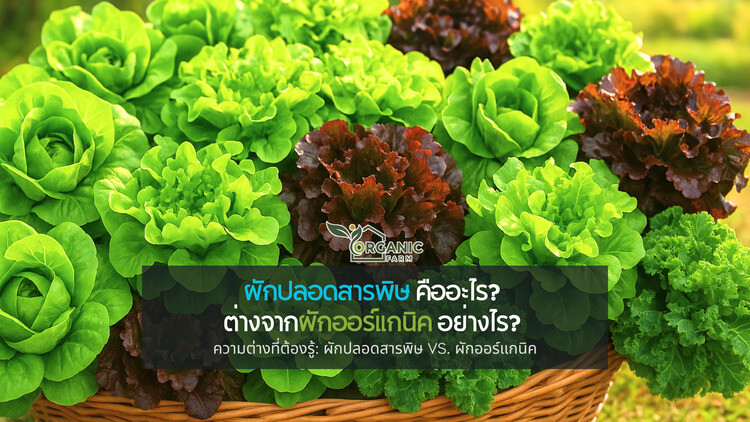 ผักปลอดสารพิษ คืออะไร? ไขความลับความต่างจากผักออร์แกนิคที่คุณอาจไม่เคยรู้! ผักปลอดสารพิษ คืออะไร? ไขความลับความต่างจากผักออร์แกนิคที่คุณอาจไม่เคยรู้!