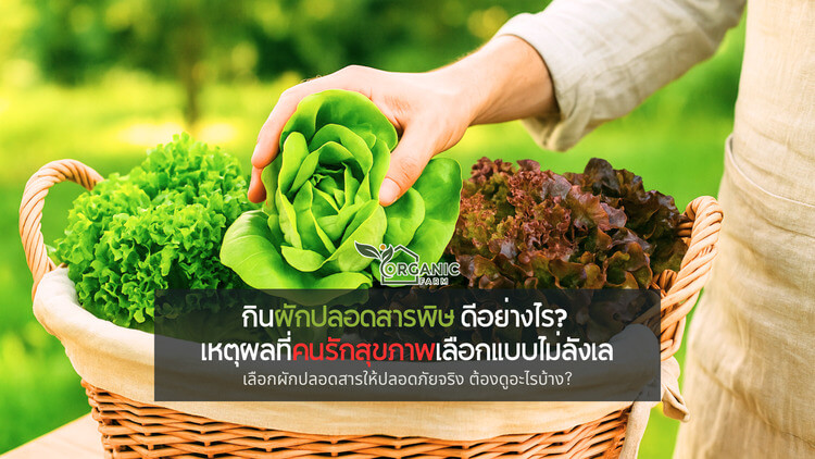 กินผักปลอดสารพิษ ดีอย่างไร? เหตุผลที่คนรักสุขภาพเลือกแบบไม่ลังเล ผักสดที่ดีต่อใจ ต้องดีต่อร่างกายด้วยจริงไหม?