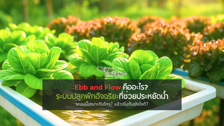 Ebb and Flow คืออะไร? ระบบปลูกผักสุดอัจฉริยะที่ช่วยประหยัดน้ำได้มากที่สุด ระบบน้ำที่ไม่ใช่แค่ไหลเวียน แต่เข้าใจธรรมชาติของรากพืชอย่างลึกซึ้ง