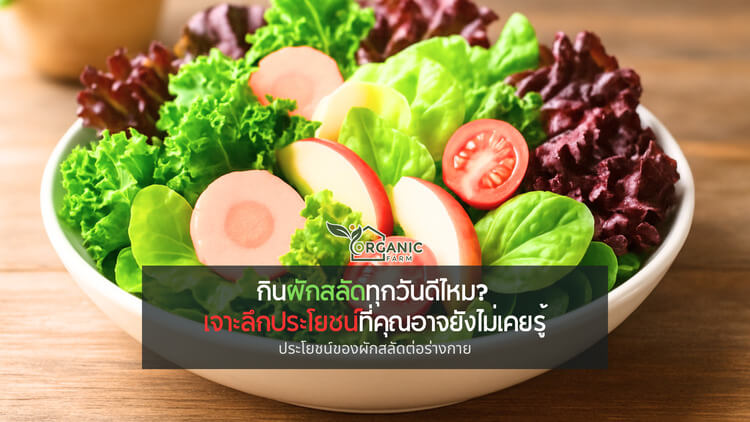 กินผักสลัดทุกวันดีไหม? เจาะลึกประโยชน์ที่คุณอาจยังไม่เคยรู้ จานเขียวธรรมดาที่อาจเปลี่ยนชีวิตคุณทั้งระบบ