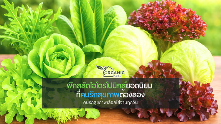 รู้จัก ผักสลัดไฮโดรโปนิกส์ยอดนิยม คนรักสุขภาพต้องลอง ผักสลัดไฮโดรโปนิกส์กำลังเป็นที่นิยมมากขึ้นในชีวิตประจำวัน