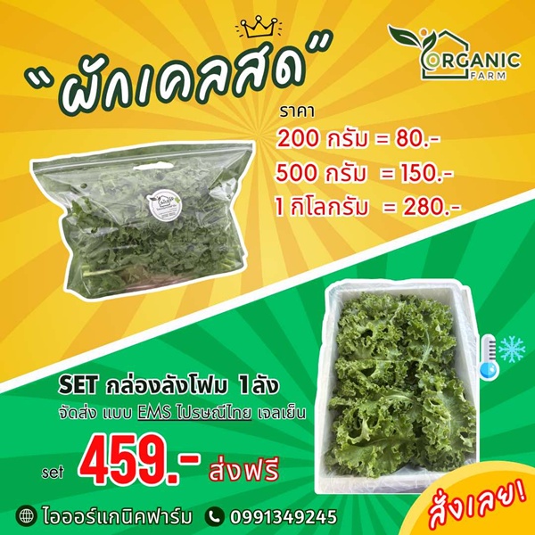 เซตผักเคลออร์แกนิครวมหลายพันธุ์