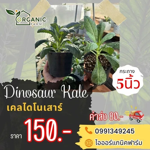 ต้นเคลไดโนเสาร์ (Dinosaur Kale) พร้อมกระถาง 5 นิ้ว