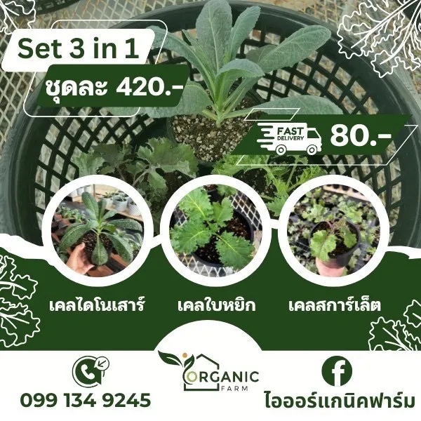 ผักเคล (Kale) Set 3 in 1