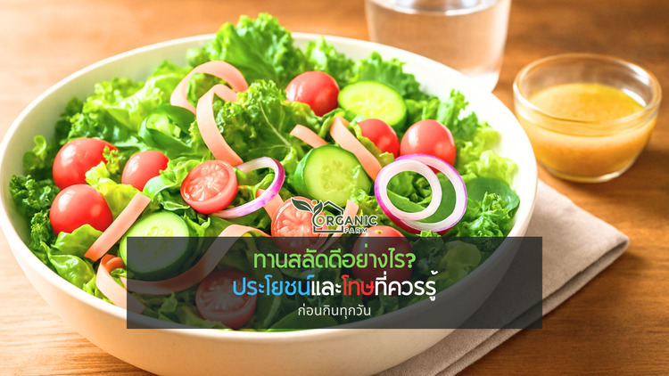 ผักสลัดมีอะไรบ้าง 8 พันธุ์ยอดนิยมในไทยพร้อมวิธีเลือกให้เหมาะกับเมนู ใครบอกว่าการกินผักนั้นน่าเบื่อ? มาเปลี่ยนความคิดกันใหม่!