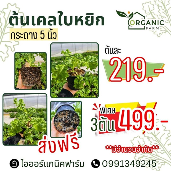 ผักเคลใบหยิกแพ็คใหม่จากฟาร์ม